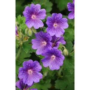 30% Off Any In Stock Nursery Item