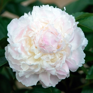 50% Off Any In Stock Perennial