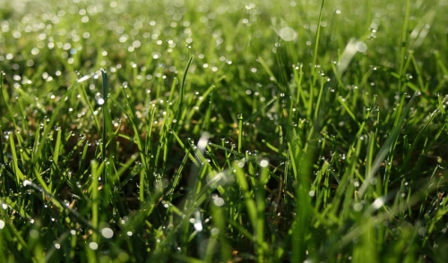 Renovate Your Lawn This Spring