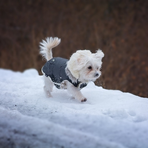 25% off In-Stock Dog Outerwear
