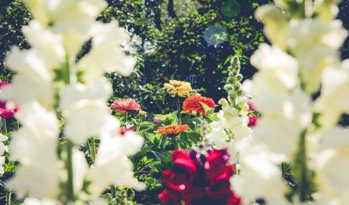 Summer Gardens