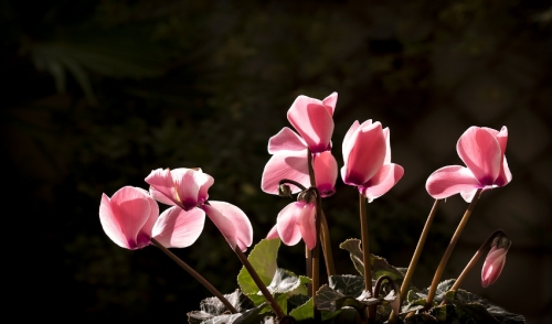 Go Beyond The Poinsettia This Holiday