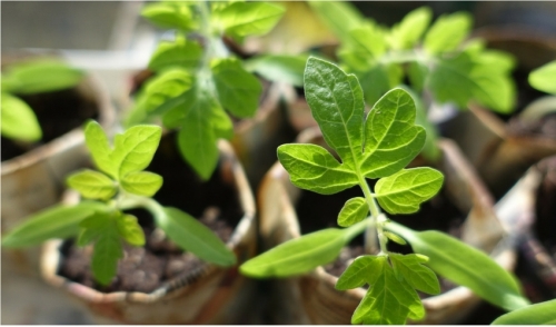 Plan Ahead for Spring Planting