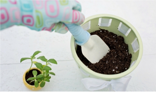 Repotting Can Cure Your Winter Blues