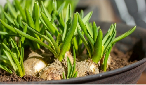 Bulbs are a Bright Idea