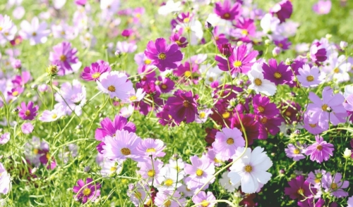 Gardening with Perennials: Designing with Color