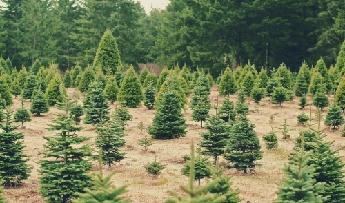 Mini Trees Make A Big Impact
