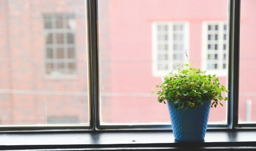 Wintertime Green Thumb