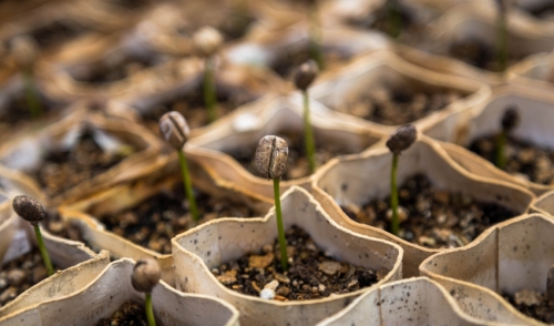 Put Your Seeds On A Light Diet