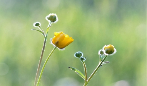 Make Your Lawn Go Wild