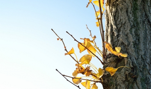 Avoid Plant Disease