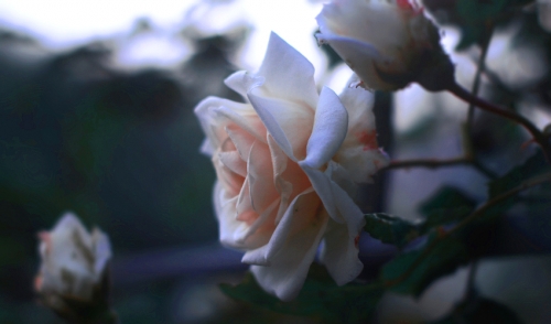 Proper Pruning = Happy Roses