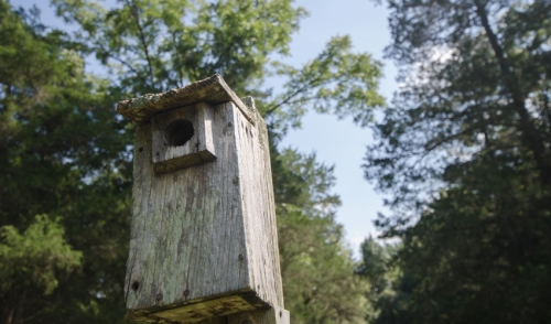 For The Birds
