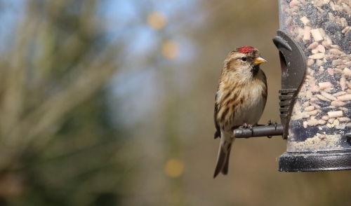 Snack-Time For the Birds