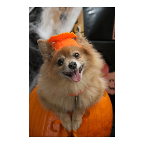 Halloween Costume Blow Out Sale