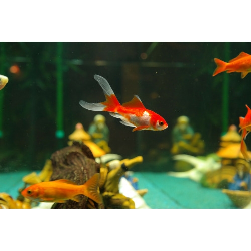 BOGO 50% OFF Fresh Water Tropical Fish
