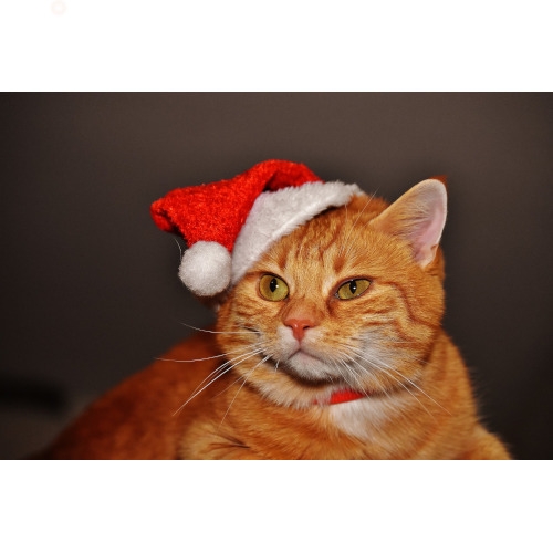 Photos With Santa