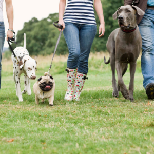 American Cancer Society Bark For Life
