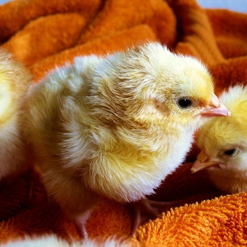 Free Chick Days for the Whole Month of April