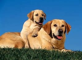 Annual Rabies Clinic