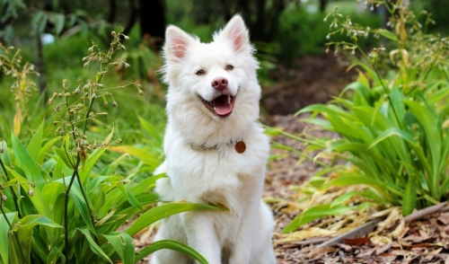 Managing Spring Shedding