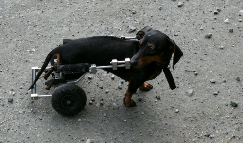 Helping Physically Challenged Pets