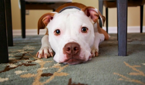 Be Prepared for Pet Emergencies
