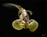 aquarium image
