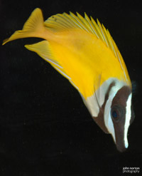 aquarium with fish image