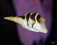 aquarium with fish image