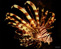 aquarium with fish image