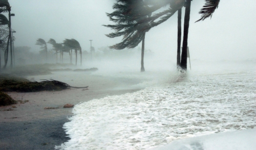 Hurricane Preparedness For Your Pet