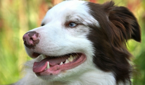 Some Signs toLook for Dental Problems with Your Pet