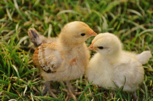 Purina Chick Days