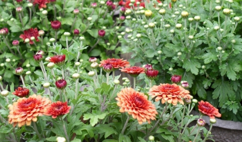 Planning Your Fall Annual Planting