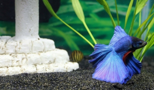 Aquarium Setup Tricks & Design Ideas