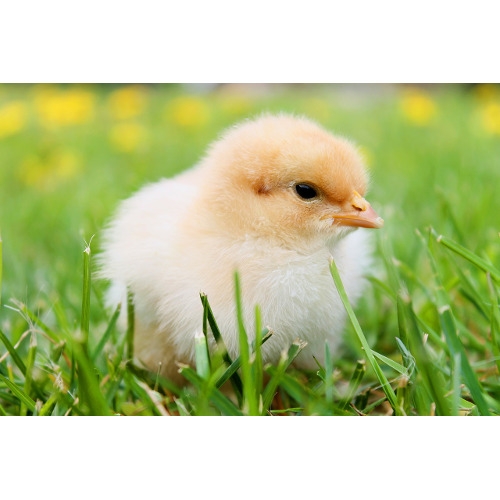 Chick Days Are Coming!