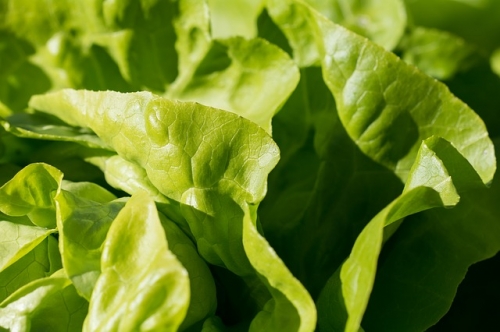 50% Off All Remaining Vegetable Plants