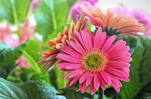 50% Off All Remaining Annual Flowers