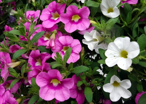 25% Off All Remaining Hanging Baskets