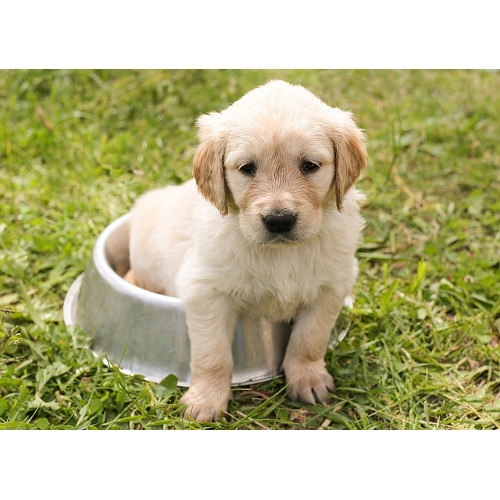  Pet Supreme Sylmar, CA