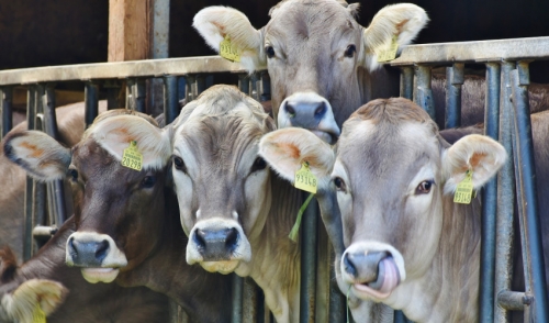 A Better Way to Manage Heat Stress in Dairy Cattle