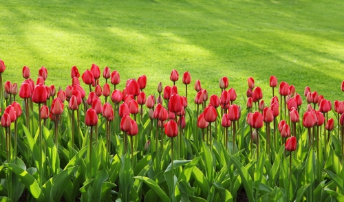 Renting Lawn and Garden Equipment