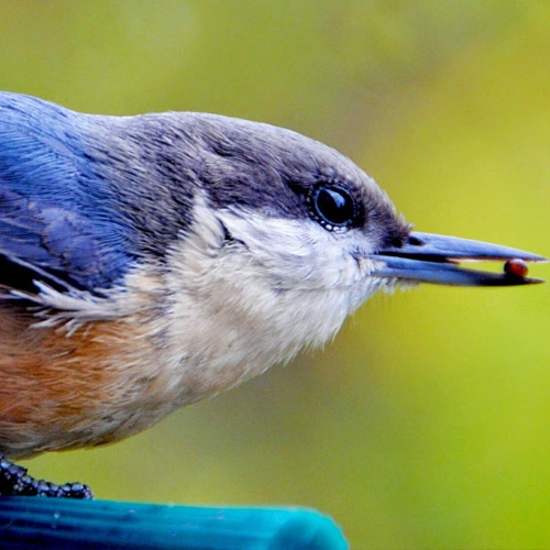 Wildbird