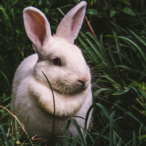 Small Animals