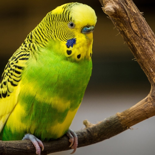 Caged Bird