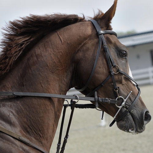 Equine / Poultry
