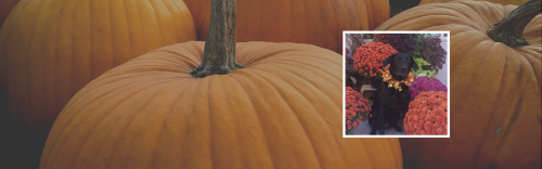 Happy Howl-O-Ween!!
