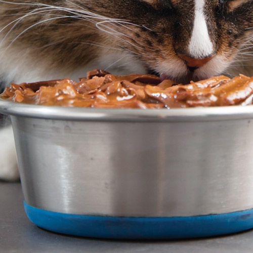 Cat Treats
