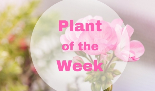 Plant of the Week: Tropical Hibiscus